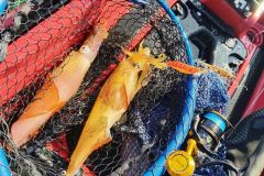 Pesca al calamaro
