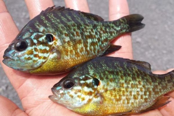 Diverse specie invasive