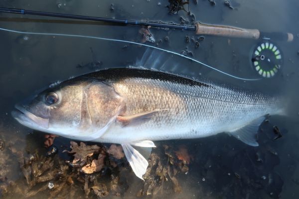 Pesca a mosca per i grossi branzini: gli errori da non commettere