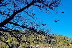 L'impatto dei grandi cormorani