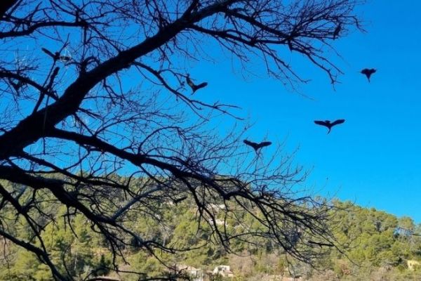 L'impatto dei grandi cormorani