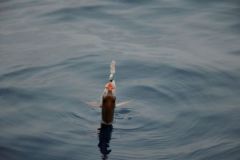 Pesca con l'esca per l'orata rossa