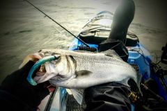 La pesca è minacciata!