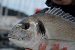 Pesca con il cuneo in riva al mare