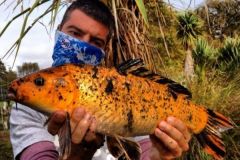 Pesca alla carpa Koi in Nuova Zelanda