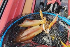 Battute di pesca al calamaro in Bretagna