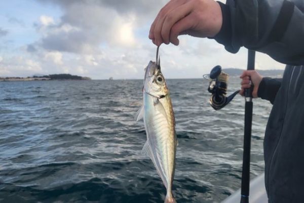Pesca con il vivo nel Mediterraneo