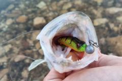 Pesca dei predatori in inverno