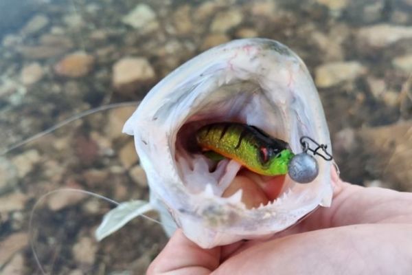 Pesca dei predatori in inverno