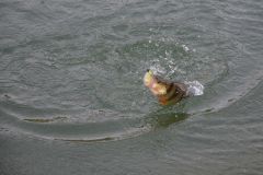 Pesca del pesce persico in inverno