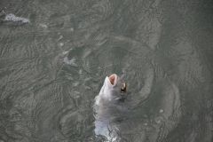 La pesca dell'orata con la pietra