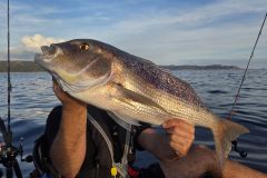 Pesca a palla di fuoco per i denti