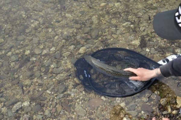 Diverse tecniche di pesca alla trota