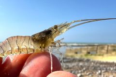 Dimensione del bouquet aumentata a 5 cm