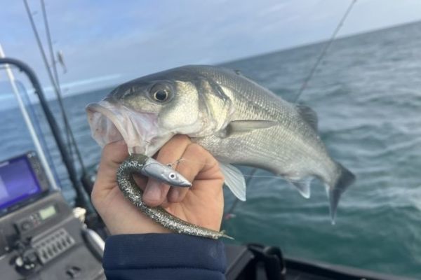 Cercate le chiazze di sabbia isolate tra le alghe.