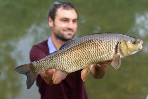 Pesca in Loz�re: pesca di strada sul Lot a Chanac e Mende