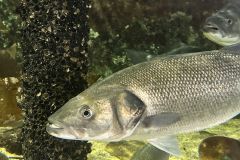 Verbale della riunione del Comitato per la pesca ricreativa 2025