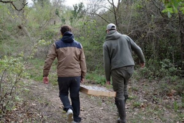 Come si creano zone di riproduzione artificiale per il black bass?