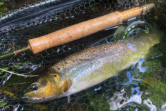 Tenete sempre qualche Caddis di pelo d'alce nelle vostre scatole!