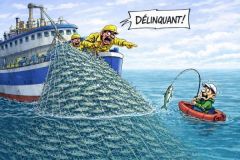 Sgombro soggetto a quota e dichiarazione nel 2026