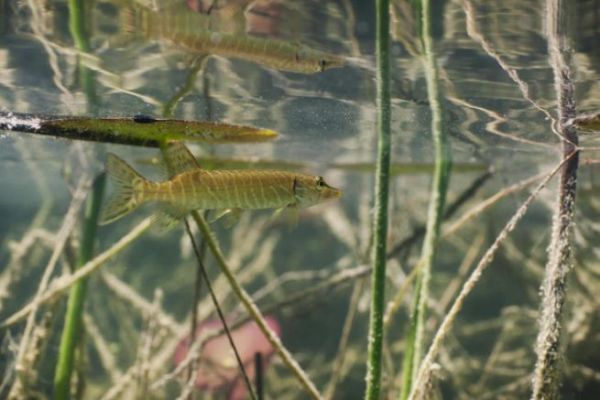 Un piccolo luccio diventer� grande?