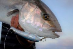 Pesca alla ricciola con il popper