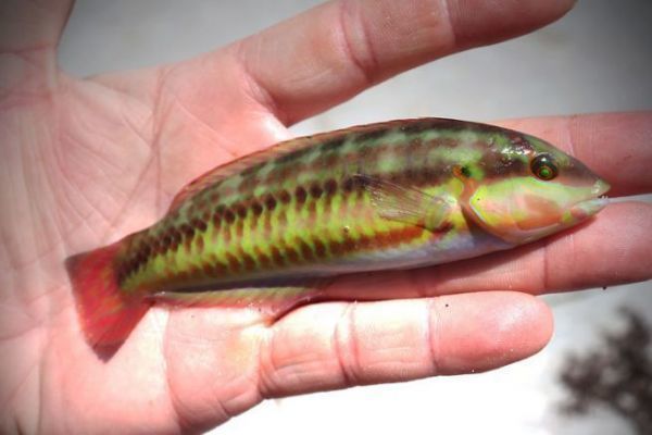 La pesca alla roccia nelle Keys, una moltitudine di specie da scoprire!