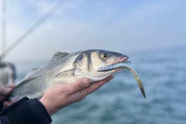 Pesca alla spigola di successo: quale attrezzatura scegliere?