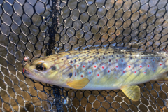 Le prime trote dell'anno sono sempre una vera delizia!