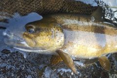 Una bella trota con una piccola esca