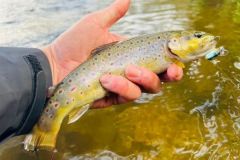 Ecco una delle tante trote catturate in questa uscita serale!