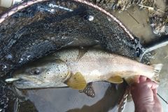 Trota con Powertail evo