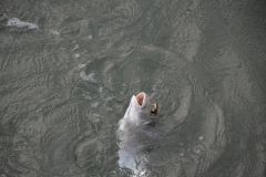 Pesca primaverile agli sparidi