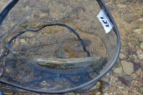 Pesca della prima trota