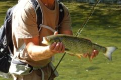 Pesca al cavedano in primavera