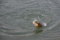Raccogliere i primi bastoni