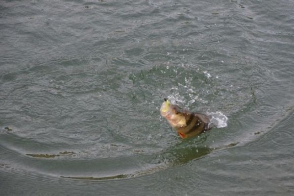 Raccogliere i primi bastoni