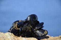 Pescare con le cozze