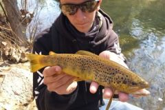 Risalire o scendere il fiume per pescare le trote?