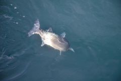 Pesca del cefalo