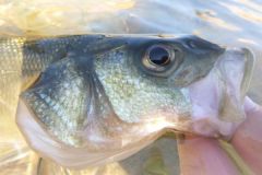 Pesca dalla riva in estate