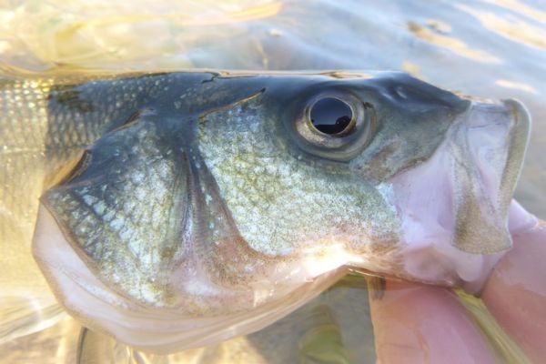 Pesca dalla riva in estate