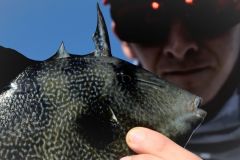 Balista o pesce mordace