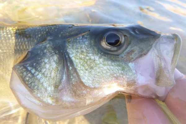 Pesca del branzino con esche
