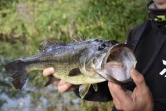 Pesca del black bass in estate