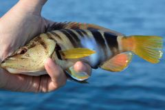 Pesca dalla scogliera
