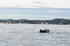 Incontro con i delfini