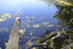 Pescare il legno morto