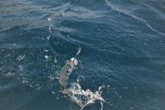 Pesca allo sgombro alla traina