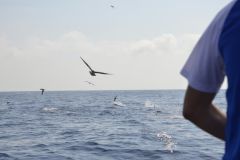 Pesca del tonno con le reti da pesca